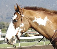 Judges look for western pleasure horses who are responsive to their riders.