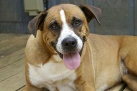 Keep your dog excited and entertained even when it is alone in the yard.