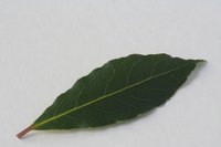 Bay leaves, despite being commonly used in soups, carry some health concerns.