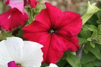 Petunias are an attractive and easy to grow addition to your garden