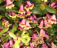 You can easily propagate honeysuckle from cuttings.