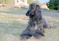 Ensure the health of your dog's coat by treating its mange infestation.