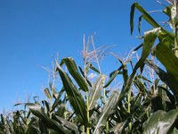 Competitive bidding for farm rental insures getting a top price for the land.