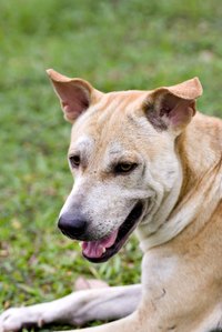 Fleas are very uncomfortable for any pet and are often so for their humans as well.