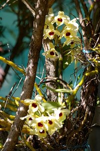 Many orchids that grow naturally on the branches of trees will thrive in a hanging basket.