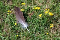 Allergies to feathers or down can cause asthma-like symptoms.