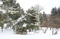 Snow and ice can damage Thuja Green Giant.