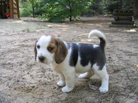 Feed a healthy diet to your beagle puppy to ensure it grows into a healthy adult.