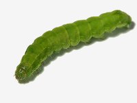 Inchworm