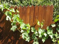 Cedar Fence