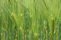 Young wheat growing in a field.
