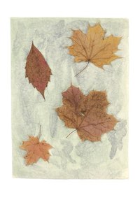 Collect a variety of fallen leaves.