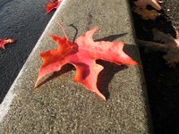 The natural pigment in a leaf can leave colored stains on concrete.