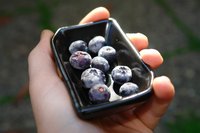 Berries can grow hydroponically.