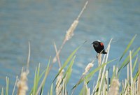 Redwing blackbirds prefer marshy areas to dry areas.
