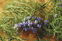 Rosemary oil can repel insects, including ticks.