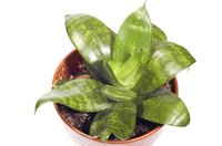 Beautiful indoor plants can be a source of pain and annoyance.