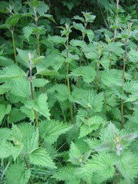 Bull nettles can cause itching, burning and swelling on the skin.