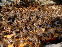 Prevention is your best bet when it comes to roof bees.