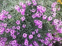 Perennials grow in a variety of forms but some multiply and spread faster than most.