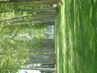 Ohio trees