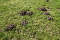 Mole hills are the tell-tale signs that your yard is infested with the small pests.