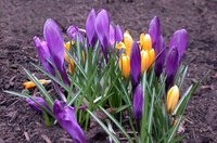 Transplant crocus bulbs to spread these cheery blooms around a landscape.