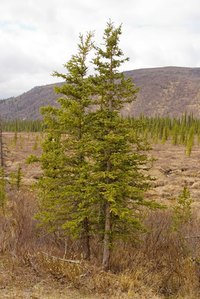 Prepare cedar trees for winter.