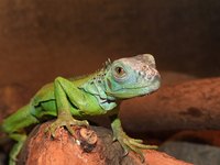 Most reptiles require a humid environment.