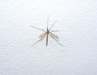 Crane flies resemble mosquitoes but are harmless.