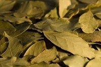 Bay leaves are a natural flea repellent.