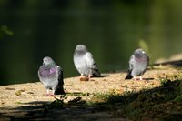 Pigeons often nest among rafters.