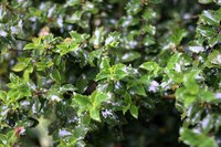Pruning helps produce healthy, full shrubbery.