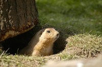 Prairie dogs are pests when found in gardens and lawns.
