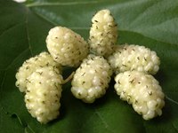 The white mulberry tree is highly prevalent in Canada.