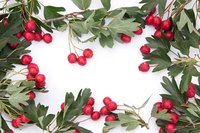 Hawthorn with red berries