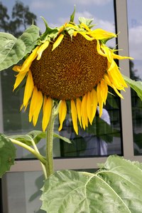 Sunflowers are a native flower of North America.