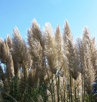 Eradicate pampas grass with an environmentally friendly technique.