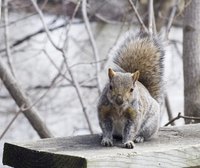 Problems with destructive squirrels may be solved by trapping and relocation.