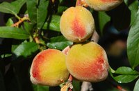 Nothing beats fresh peaches in the summer.