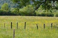 Field grasses protect the soil and feed birds and wildlife.