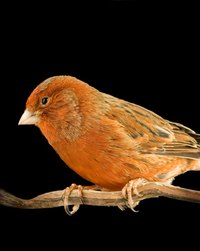 Canaries eat bird seed.