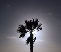 Palm trees conjure visions of tropical paradise and white, sandy beaches.
