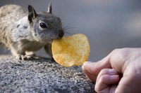 When hungry, squirrels will eat almost any food.