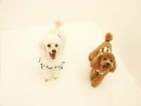 Miniature poodles require a balanced and nutritious diet.