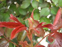Rose leaves can change color for a variety of reasons.