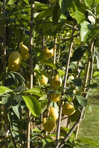 Yellow leaves on Lemon Trees