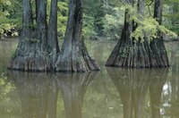 Cypress mulch comes from fragile wetland environments.