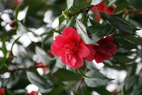 Camellias produce blooms during the winter months.