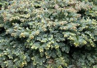 Junipers are one of the best options for creating a hedge in Texas.